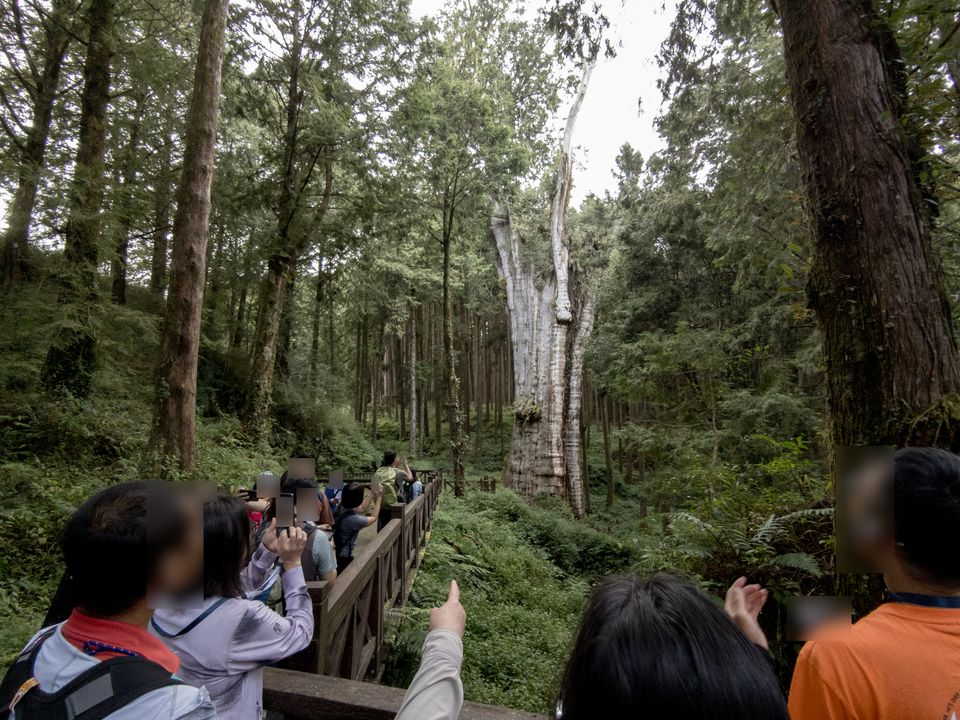 遊客聚集在水山巨木周邊觀賞