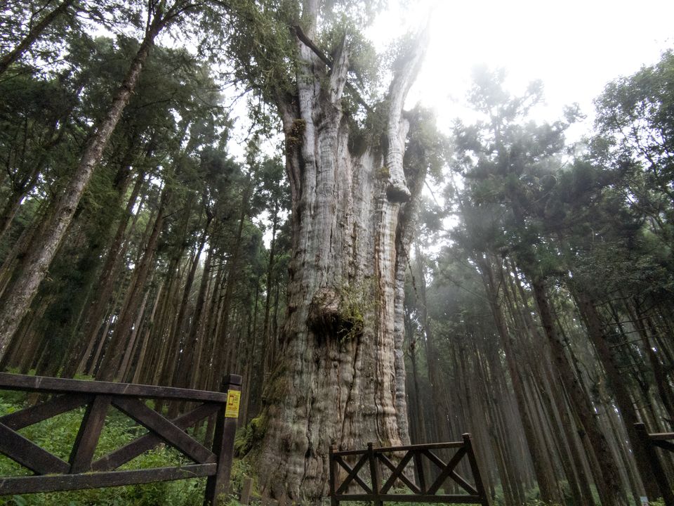 水山巨木