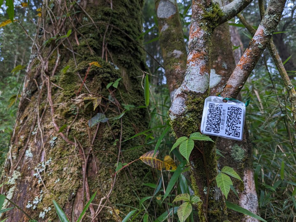 綁著 QRCode 的植物，方便遊客掃描